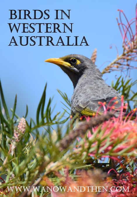 Birds In Western Australia